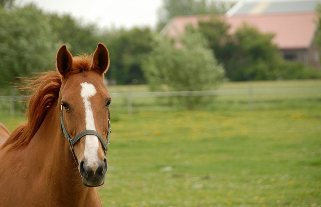 nuestro caballo